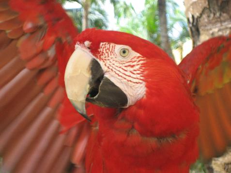 20060121100852   Red Toucan